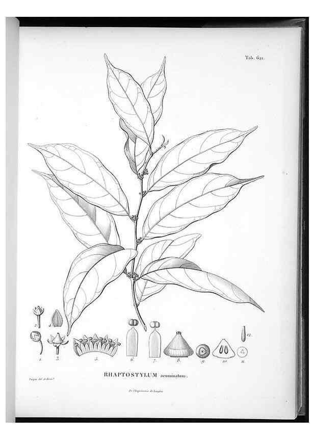 Reproducción/Reproduction 49556901262: Nova genera et species plantarum :. Antverpiae :Ex officina Christophori Plantini ...,1576.. 