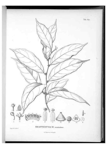 Reproducción/Reproduction 49556901262: Nova genera et species plantarum :. Antverpiae :Ex officina Christophori Plantini ...,1576.. 