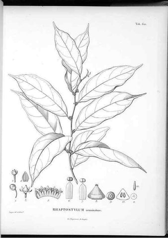 Reproducción/Reproduction 49556901262: Nova genera et species plantarum :. Antverpiae :Ex officina Christophori Plantini ...,1576.. 