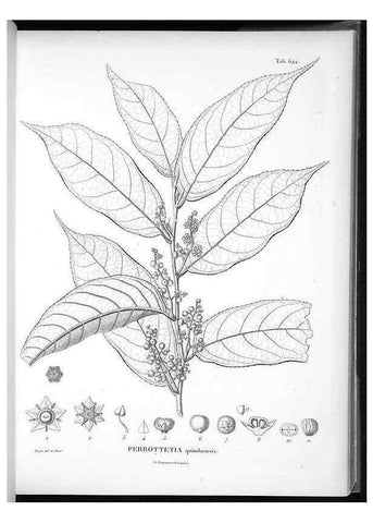 Reproducción/Reproduction 49556663966: Nova genera et species plantarum :. Antverpiae :Ex officina Christophori Plantini ...,1576.. 