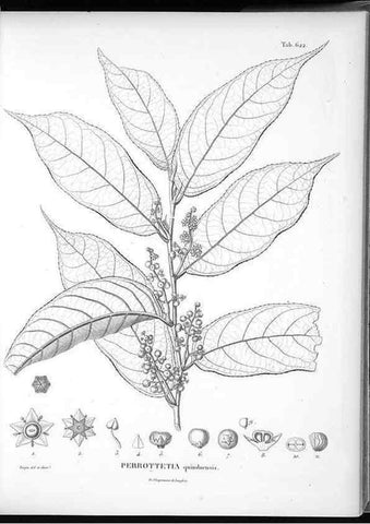 Reproducción/Reproduction 49556663966: Nova genera et species plantarum :. Antverpiae :Ex officina Christophori Plantini ...,1576.. 