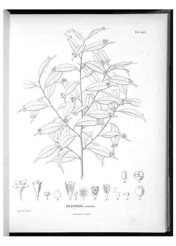 Reproducción/Reproduction 49556167213: Nova genera et species plantarum :. Antverpiae :Ex officina Christophori Plantini ...,1576.. 