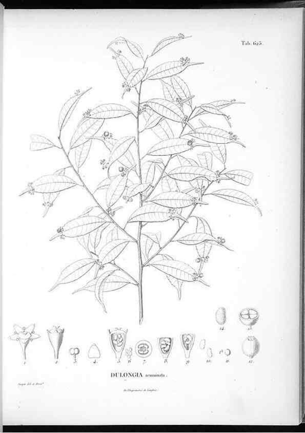 Reproducción/Reproduction 49556167213: Nova genera et species plantarum :. Antverpiae :Ex officina Christophori Plantini ...,1576.. 