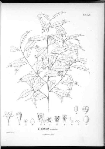 Reproducción/Reproduction 49556167213: Nova genera et species plantarum :. Antverpiae :Ex officina Christophori Plantini ...,1576.. 