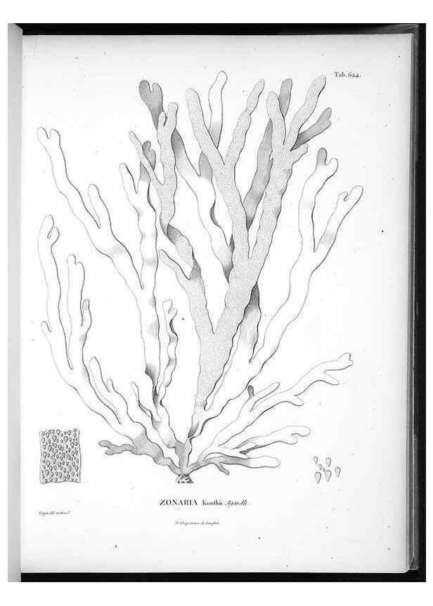 Reproducción/Reproduction 49556901817: Nova genera et species plantarum :. Antverpiae :Ex officina Christophori Plantini ...,1576.. 