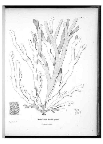 Reproducción/Reproduction 49556901817: Nova genera et species plantarum :. Antverpiae :Ex officina Christophori Plantini ...,1576.. 