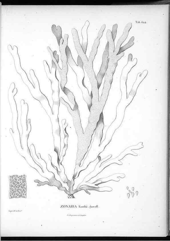 Reproducción/Reproduction 49556901817: Nova genera et species plantarum :. Antverpiae :Ex officina Christophori Plantini ...,1576.. 