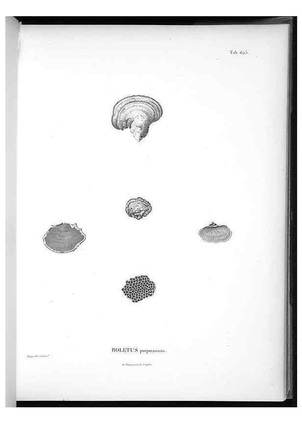 Reproducción/Reproduction 49556901967: Nova genera et species plantarum :. Antverpiae :Ex officina Christophori Plantini ...,1576.. 