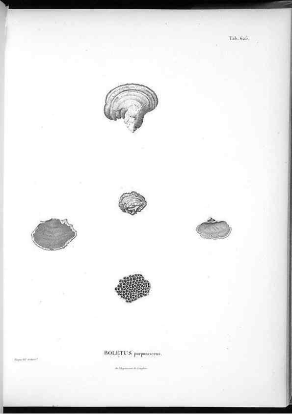 Reproducción/Reproduction 49556901967: Nova genera et species plantarum :. Antverpiae :Ex officina Christophori Plantini ...,1576.. 