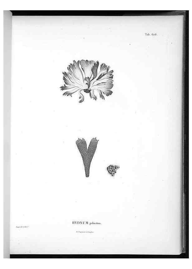 Reproducción/Reproduction 49556664656: Nova genera et species plantarum :. Antverpiae :Ex officina Christophori Plantini ...,1576.. 