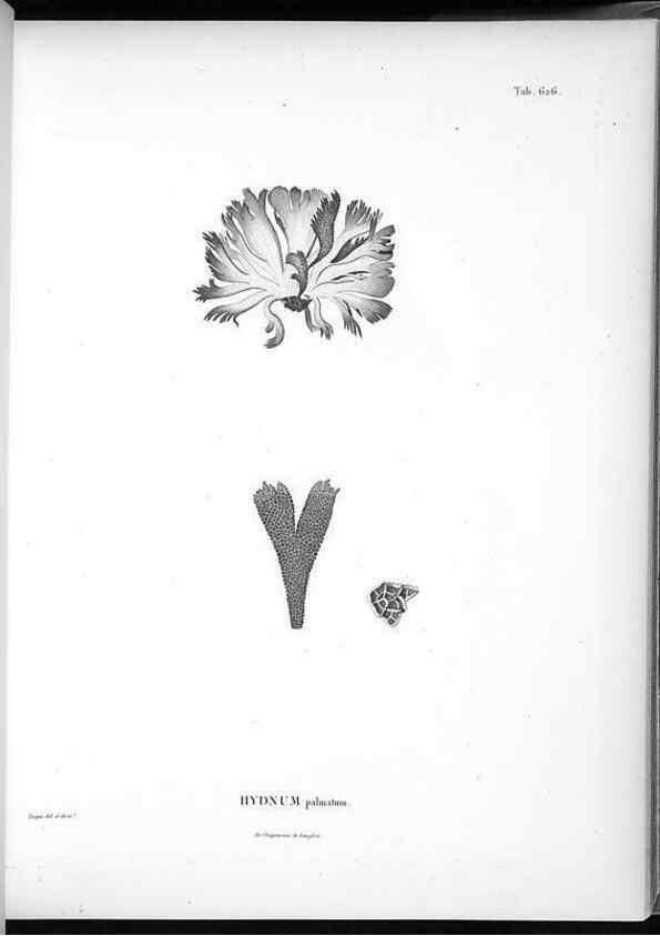 Reproducción/Reproduction 49556664656: Nova genera et species plantarum :. Antverpiae :Ex officina Christophori Plantini ...,1576.. 