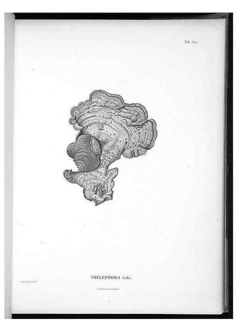 Reproducción/Reproduction 49556167823: Nova genera et species plantarum :. Antverpiae :Ex officina Christophori Plantini ...,1576.. 