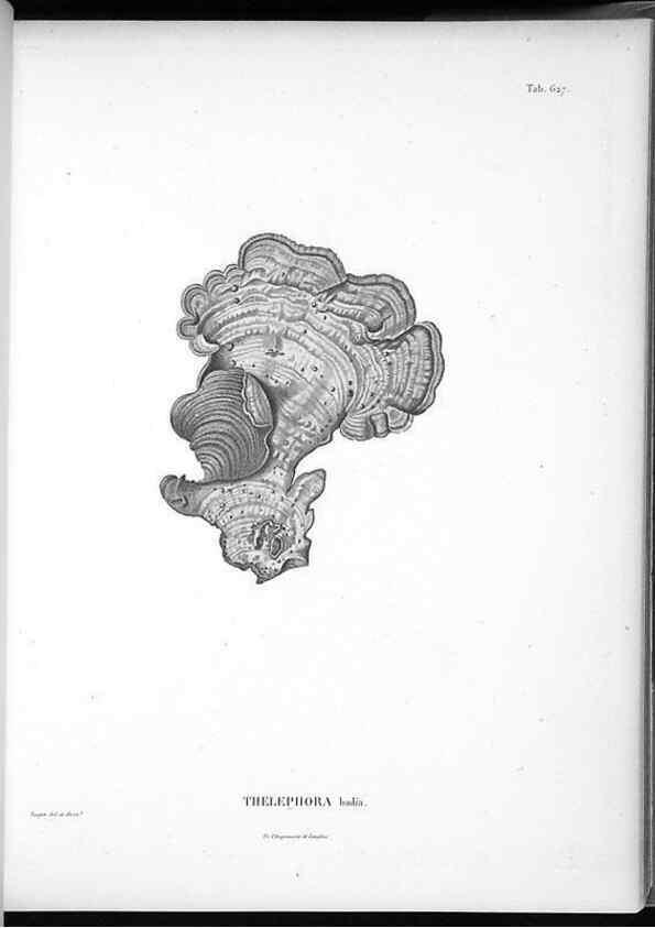 Reproducción/Reproduction 49556167823: Nova genera et species plantarum :. Antverpiae :Ex officina Christophori Plantini ...,1576.. 