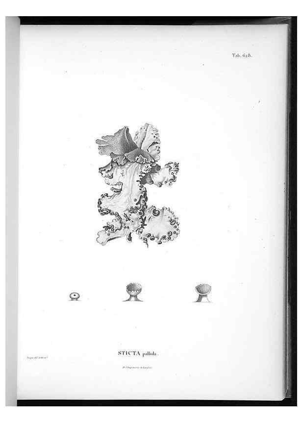 Reproducción/Reproduction 49556902472: Nova genera et species plantarum :. Antverpiae :Ex officina Christophori Plantini ...,1576.. 