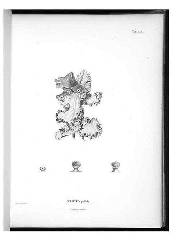 Reproducción/Reproduction 49556902472: Nova genera et species plantarum :. Antverpiae :Ex officina Christophori Plantini ...,1576.. 