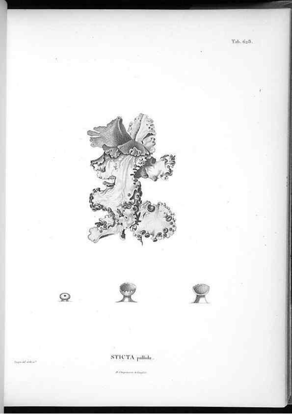 Reproducción/Reproduction 49556902472: Nova genera et species plantarum :. Antverpiae :Ex officina Christophori Plantini ...,1576.. 