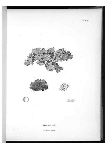 Reproducción/Reproduction 49556902667: Nova genera et species plantarum :. Antverpiae :Ex officina Christophori Plantini ...,1576.. 