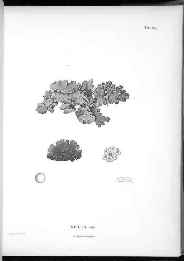Reproducción/Reproduction 49556902667: Nova genera et species plantarum :. Antverpiae :Ex officina Christophori Plantini ...,1576.. 