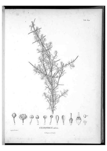 Reproducción/Reproduction 49556662476: Nova genera et species plantarum :. Antverpiae :Ex officina Christophori Plantini ...,1576.. 
