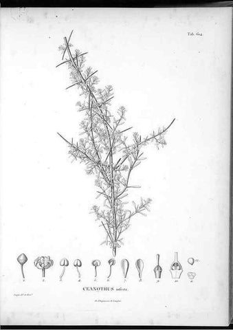 Reproducción/Reproduction 49556662476: Nova genera et species plantarum :. Antverpiae :Ex officina Christophori Plantini ...,1576.. 
