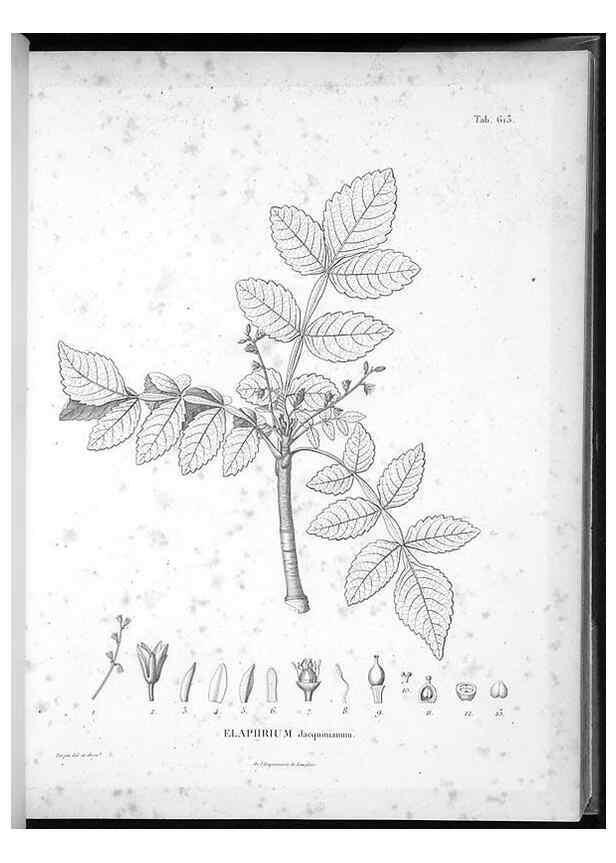 Reproducción/Reproduction 49556165413: Nova genera et species plantarum :. Antverpiae :Ex officina Christophori Plantini ...,1576.. 