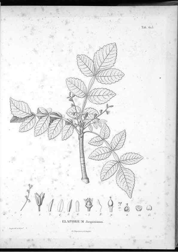 Reproducción/Reproduction 49556165413: Nova genera et species plantarum :. Antverpiae :Ex officina Christophori Plantini ...,1576.. 