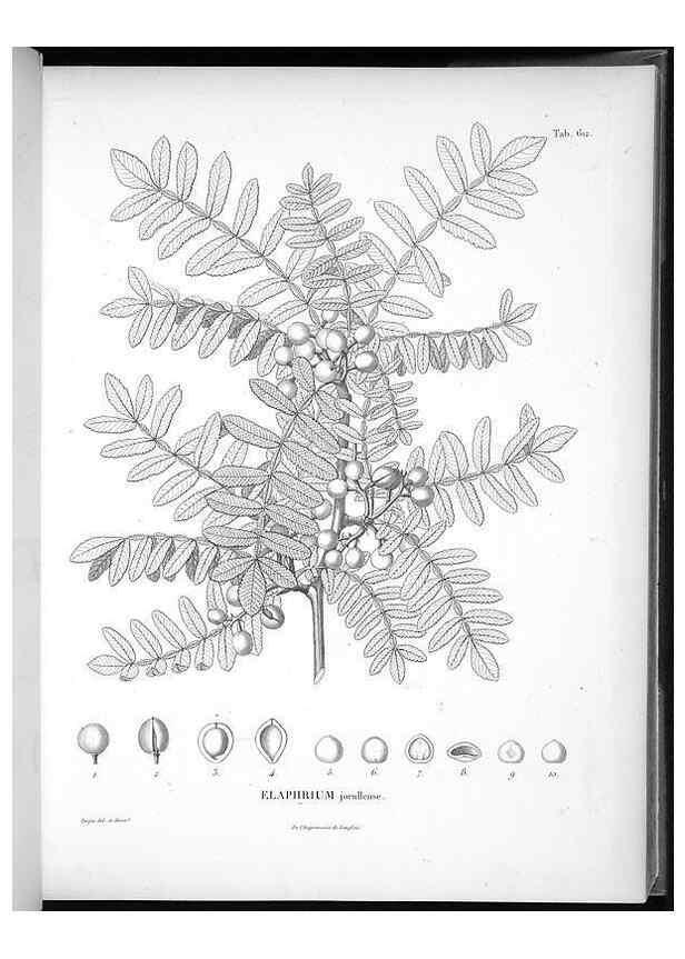 Reproducción/Reproduction 49556662116: Nova genera et species plantarum :. Antverpiae :Ex officina Christophori Plantini ...,1576.. 