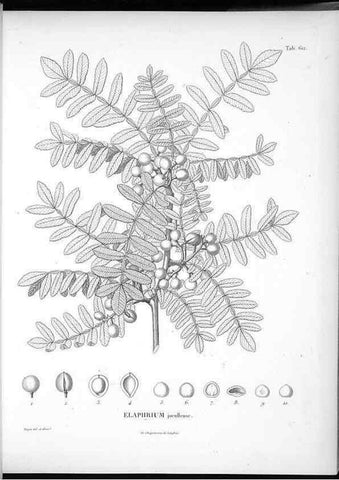Reproducción/Reproduction 49556662116: Nova genera et species plantarum :. Antverpiae :Ex officina Christophori Plantini ...,1576.. 