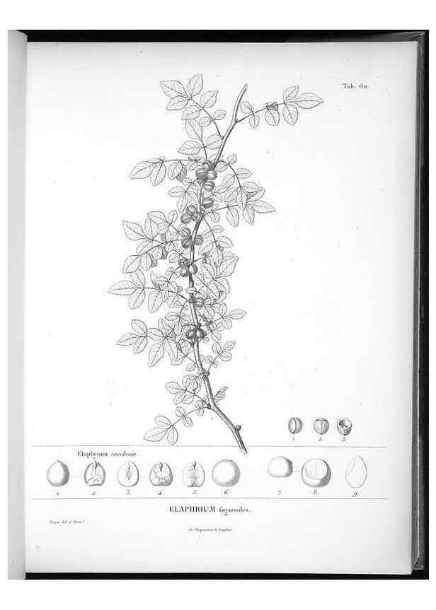Reproducción/Reproduction 49556899367: Nova genera et species plantarum :. Antverpiae :Ex officina Christophori Plantini ...,1576.. 