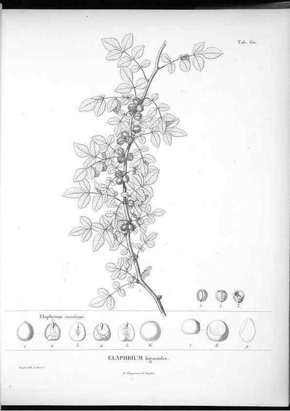 Reproducción/Reproduction 49556899367: Nova genera et species plantarum :. Antverpiae :Ex officina Christophori Plantini ...,1576.. 