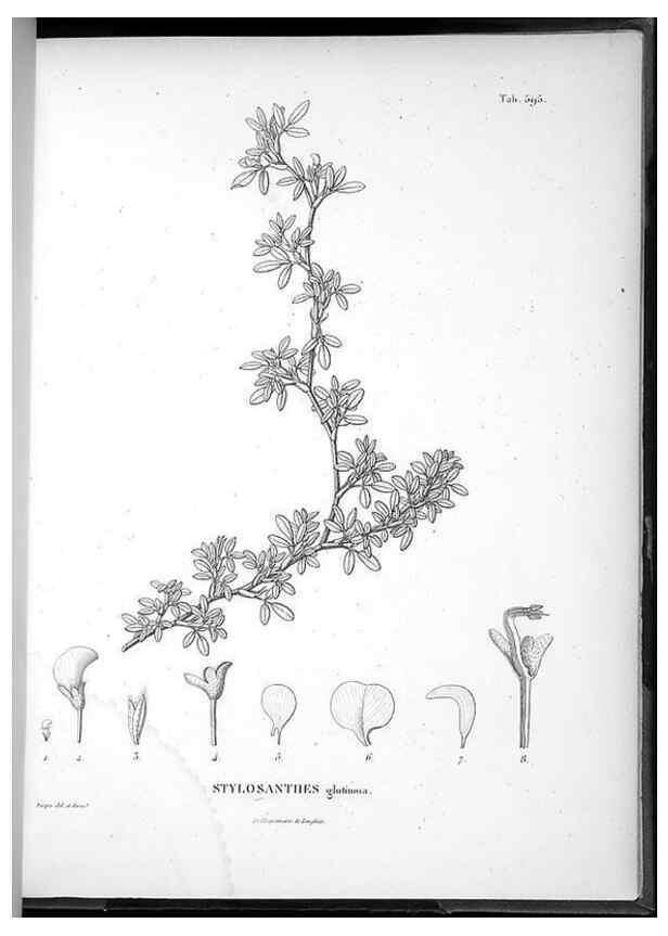 Reproducción/Reproduction 49556869657: Nova genera et species plantarum :. Antverpiae :Ex officina Christophori Plantini ...,1576.. 