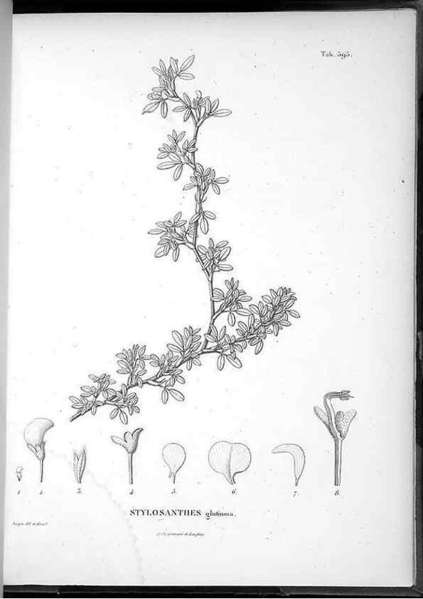 Reproducción/Reproduction 49556869657: Nova genera et species plantarum :. Antverpiae :Ex officina Christophori Plantini ...,1576.. 