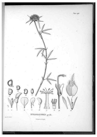 Reproducción/Reproduction 49556632841: Nova genera et species plantarum :. Antverpiae :Ex officina Christophori Plantini ...,1576.. 