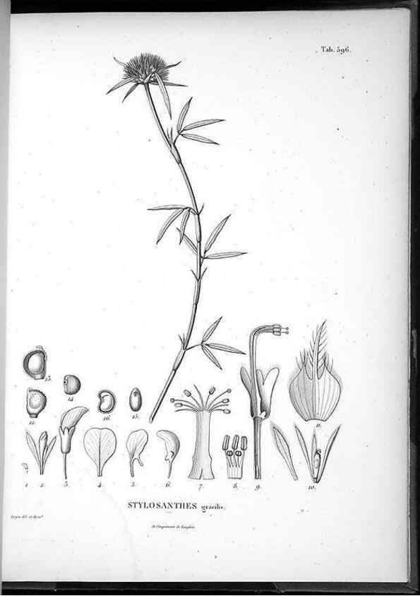 Reproducción/Reproduction 49556632841: Nova genera et species plantarum :. Antverpiae :Ex officina Christophori Plantini ...,1576.. 