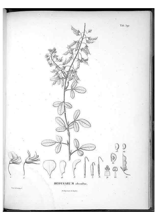 Reproducción/Reproduction 49556870002: Nova genera et species plantarum :. Antverpiae :Ex officina Christophori Plantini ...,1576.. 
