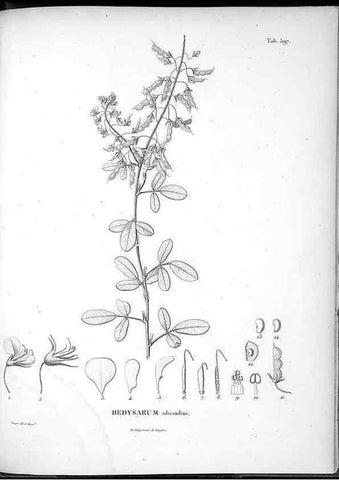 Reproducción/Reproduction 49556870002: Nova genera et species plantarum :. Antverpiae :Ex officina Christophori Plantini ...,1576.. 