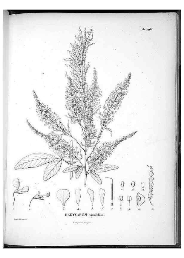 Reproducción/Reproduction 49556633116: Nova genera et species plantarum :. Antverpiae :Ex officina Christophori Plantini ...,1576.. 
