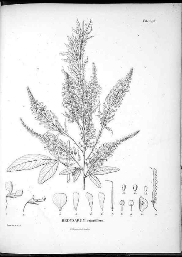 Reproducción/Reproduction 49556633116: Nova genera et species plantarum :. Antverpiae :Ex officina Christophori Plantini ...,1576.. 