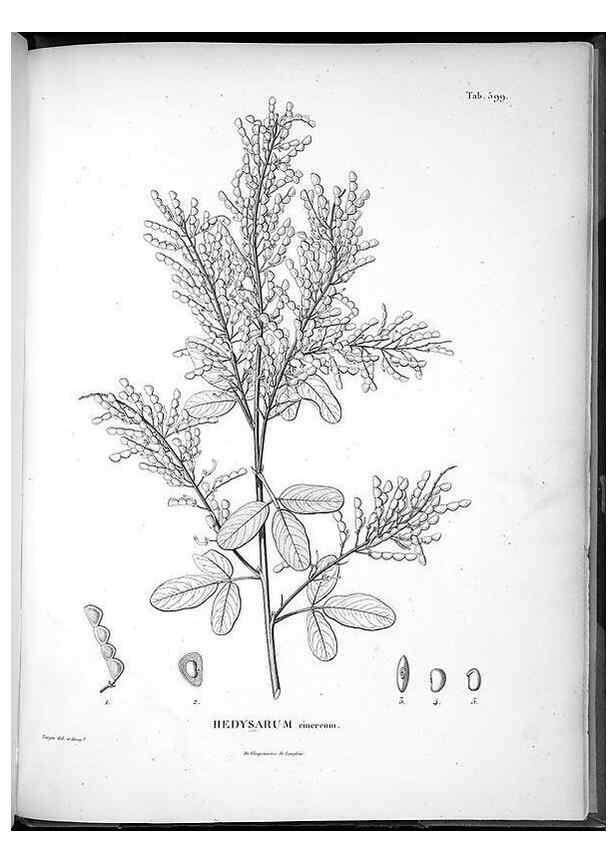 Reproducción/Reproduction 49556136133: Nova genera et species plantarum :. Antverpiae :Ex officina Christophori Plantini ...,1576.. 