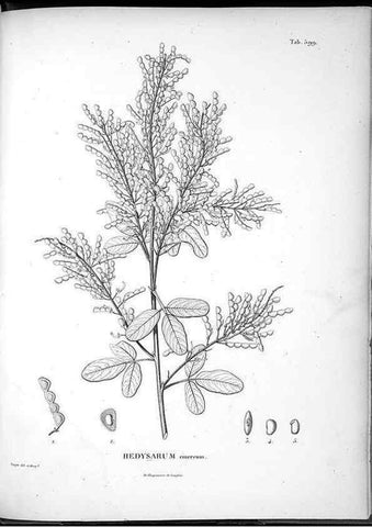 Reproducción/Reproduction 49556136133: Nova genera et species plantarum :. Antverpiae :Ex officina Christophori Plantini ...,1576.. 