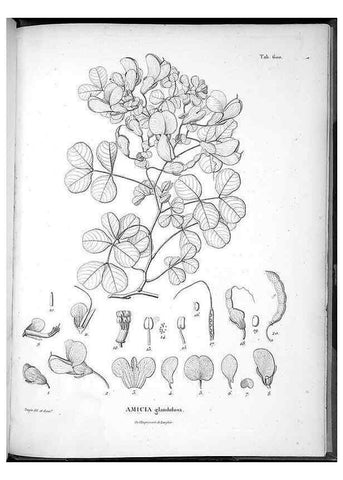 Reproducción/Reproduction 49556633461: Nova genera et species plantarum :. Antverpiae :Ex officina Christophori Plantini ...,1576.. 