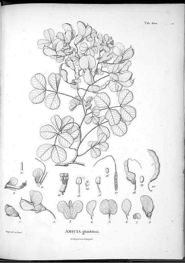Reproducción/Reproduction 49556633461: Nova genera et species plantarum :. Antverpiae :Ex officina Christophori Plantini ...,1576.. 