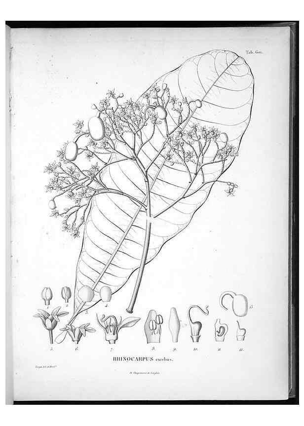 Reproducción/Reproduction 49556163363: Nova genera et species plantarum :. Antverpiae :Ex officina Christophori Plantini ...,1576.. 