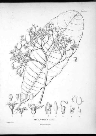 Reproducción/Reproduction 49556163363: Nova genera et species plantarum :. Antverpiae :Ex officina Christophori Plantini ...,1576.. 