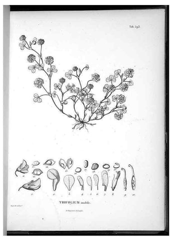 Reproducción/Reproduction 49556135183: Nova genera et species plantarum :. Antverpiae :Ex officina Christophori Plantini ...,1576.. 