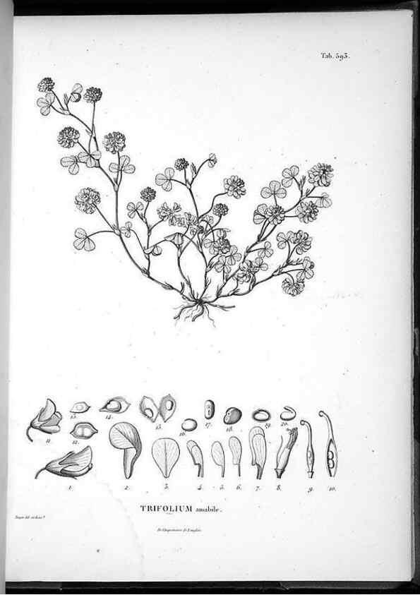 Reproducción/Reproduction 49556135183: Nova genera et species plantarum :. Antverpiae :Ex officina Christophori Plantini ...,1576.. 