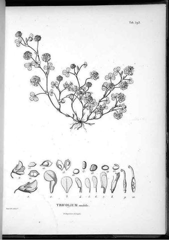 Reproducción/Reproduction 49556135183: Nova genera et species plantarum :. Antverpiae :Ex officina Christophori Plantini ...,1576.. 