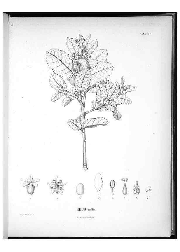Reproducción/Reproduction 49556163538: Nova genera et species plantarum :. Antverpiae :Ex officina Christophori Plantini ...,1576.. 