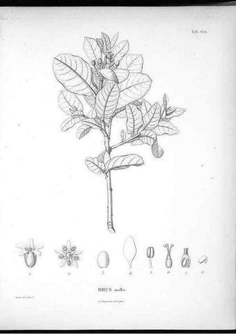 Reproducción/Reproduction 49556163538: Nova genera et species plantarum :. Antverpiae :Ex officina Christophori Plantini ...,1576.. 