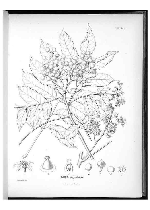 Reproducción/Reproduction 49556898267: Nova genera et species plantarum :. Antverpiae :Ex officina Christophori Plantini ...,1576.. 